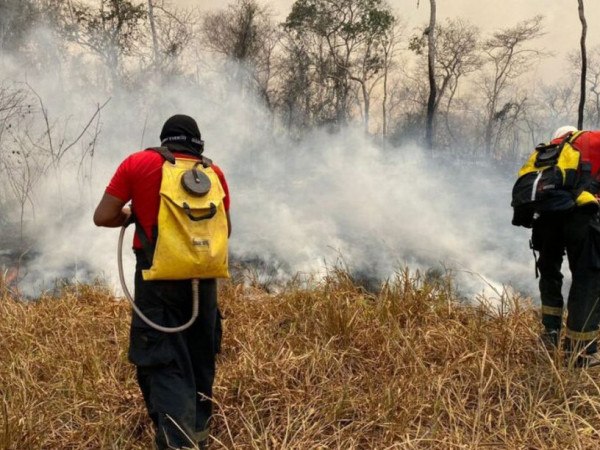 Inc Ndio Na Floresta Nacional De Bras Lia Extinto