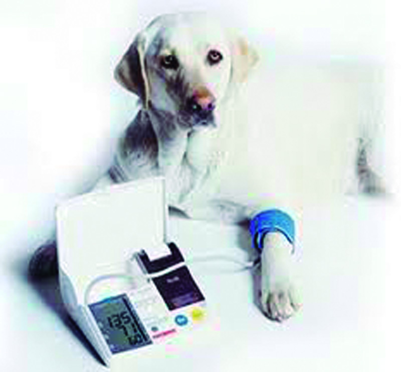 Dog Blood Pressure Cuff Size