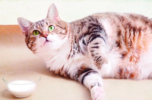 gato_gordo_com_leite_600x400