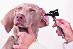 128985_CSL020813L004F31