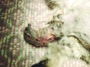 Luna antes da cirurgia.