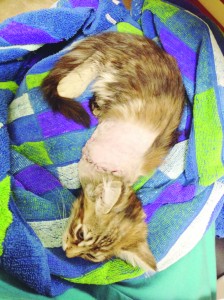 Luna depois da cirurgia. 