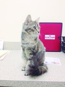 Luna 1 mês após a cirurgia.