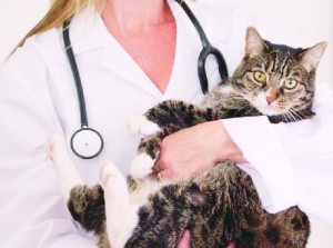 cancer-gatos