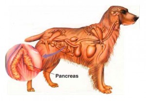 pancreas-localizacao