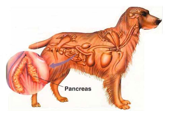Alimentação para cachorro com pancreatite 8