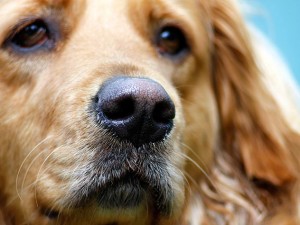 146057484-find-lost-dog-632x475