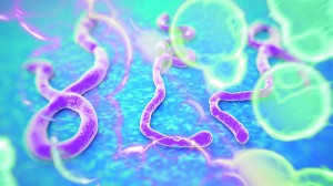 ebola