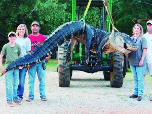 1408406528000-Alabama-Alligator-Kell-1-