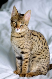 savannah-cat-518126_1280