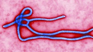 ebolaVirua