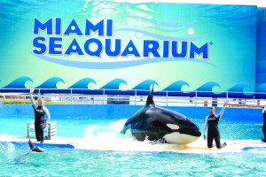 miami aquarium