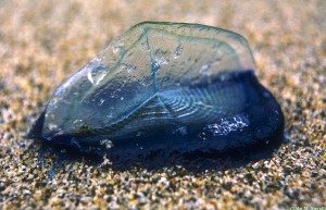 Velella velella jellyfish
