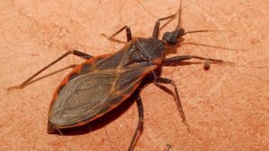 Flórida: aumenta a população de mosquitos causadores da doença de Chagas 