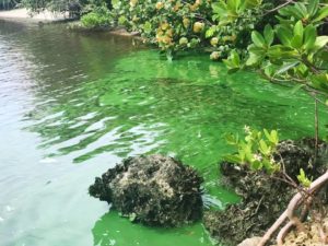 Alga verde azul praia Flórida 