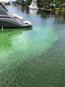 Autoridades aconselham banhistas a evitar canais cobertos por algas em Fort Lauderdale