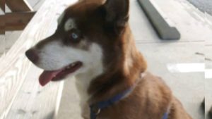 Cão desaparecido em Nova York é encontrado na Flórida 18 meses depois 