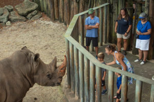 zoo criança queda 