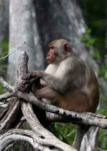 macacos selvagens vírus herpes Flórida 