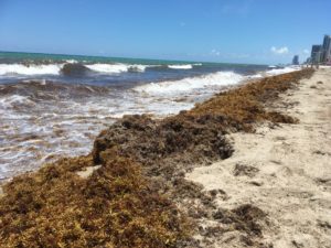 Praias do sul da Flórida continuam cobertas de algas 